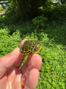 Orange Flame Baby Florida Red Bellied Turtle 2025