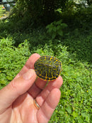 Orange Flame Baby Florida Red Bellied Turtle 2025