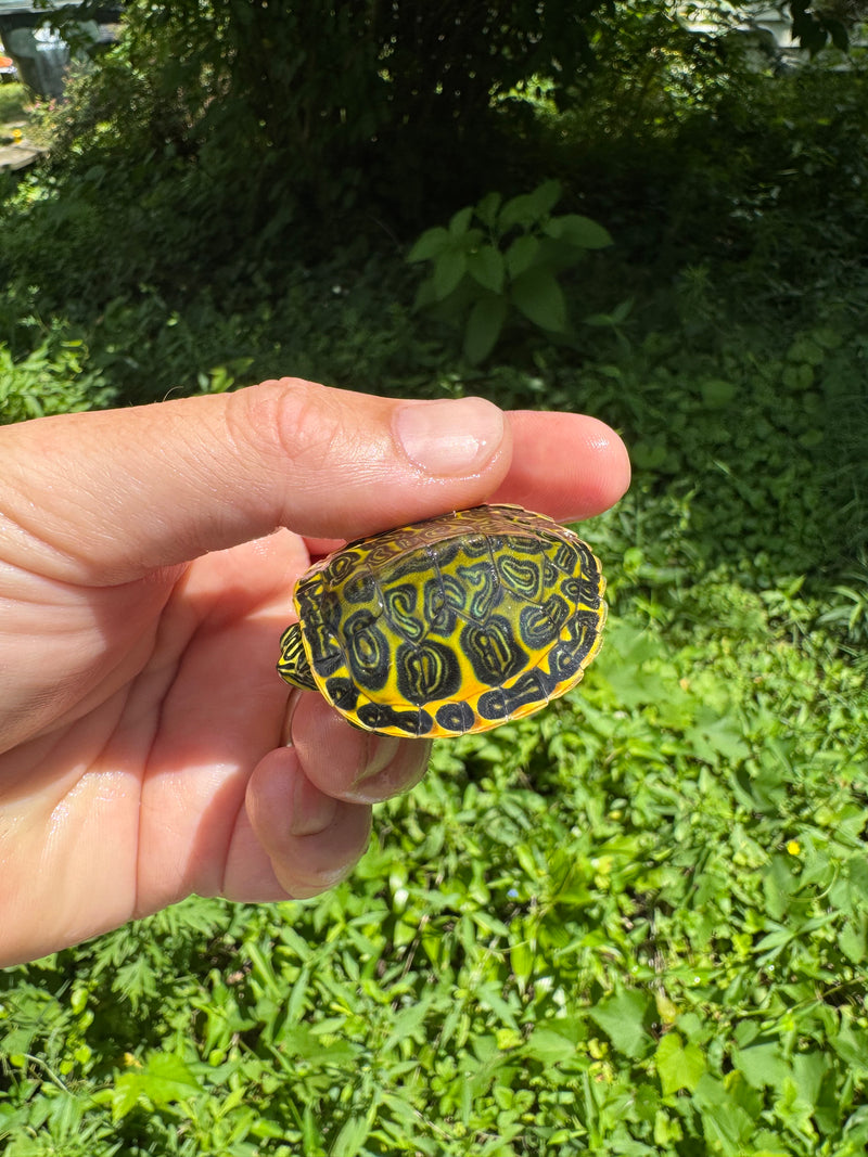 Orange Flame Baby Florida Red Bellied Turtle 2025