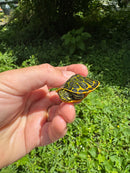 Orange Flame Baby Florida Red Bellied Turtle 2025