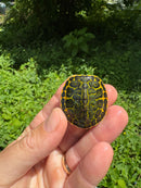 Orange Flame Baby Florida Red Bellied Turtle 2025