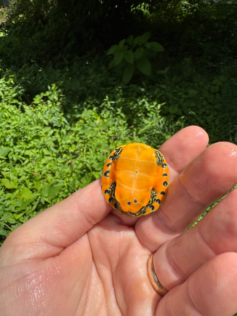 Orange Flame Baby Florida Red Bellied Turtle 2025