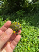 Orange Flame Baby Florida Red Bellied Turtle 2025