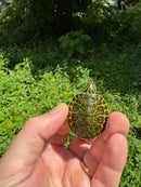 Orange Flame Baby Florida Red Bellied Turtle 2025