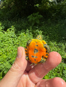 Orange Flame Baby Florida Red Bellied Turtle 2025