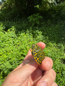 Orange Flame Baby Florida Red Bellied Turtle 2025