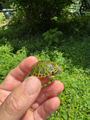 Orange Flame Baby Florida Red Bellied Turtle 2025