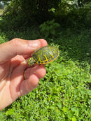 Orange Flame Baby Florida Red Bellied Turtle 2025