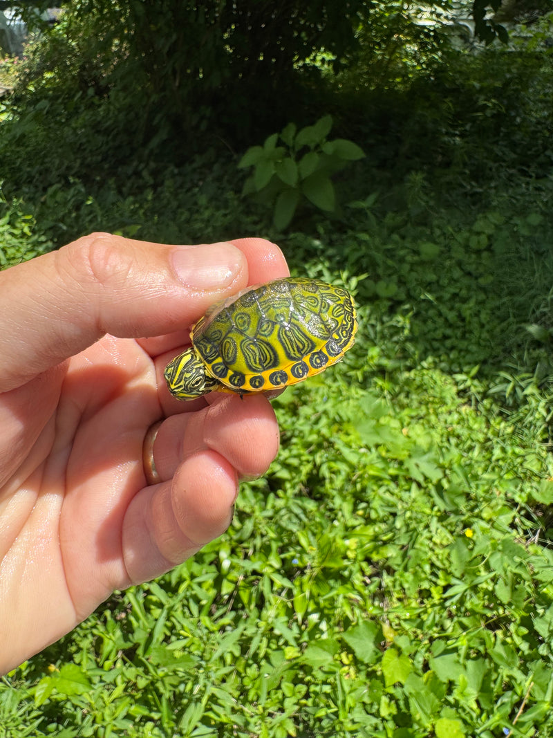 Orange Flame Baby Florida Red Bellied Turtle 2025