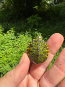 Orange Flame Baby Florida Red Bellied Turtle 2025