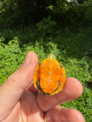 Orange Flame Baby Florida Red Bellied Turtle 2025
