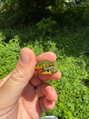 Orange Flame Baby Florida Red Bellied Turtle 2025