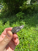 Hi White Concentric Diamondback Terrapin 2024