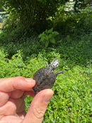 Hi White Concentric Diamondback Terrapin 2024