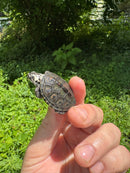 Hi White Concentric Diamondback Terrapin 2024
