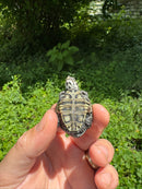 Hi White Concentric Diamondback Terrapin 2024