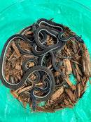 Blue Striped Peninsula Ribbon Snakes (Thamnophis sauritus sackenii)
