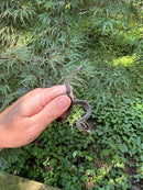Gulf Salt Marsh Water Snake CB Babies (Nerodia clarkii)