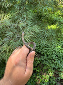 Gulf Salt Marsh Water Snake CB Babies (Nerodia clarkii)