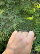 Gulf Salt Marsh Water Snake CB Babies (Nerodia clarkii)