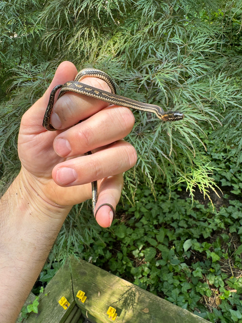 Gulf Salt Marsh Water Snake CB Babies (Nerodia clarkii)