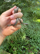 Gulf Salt Marsh Water Snake CB Babies (Nerodia clarkii)