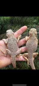 Secret Toadhead Agama Adults (Phrynocephalus mystaceus)