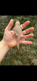 Secret Toadhead Agama Adults (Phrynocephalus mystaceus)