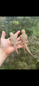 Secret Toadhead Agama Adults (Phrynocephalus mystaceus)