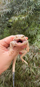 Secret Toadhead Agama Adults (Phrynocephalus mystaceus)