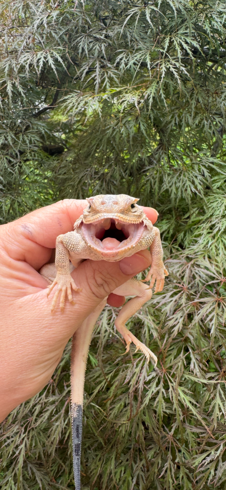 Secret Toadhead Agama Adults (Phrynocephalus mystaceus)