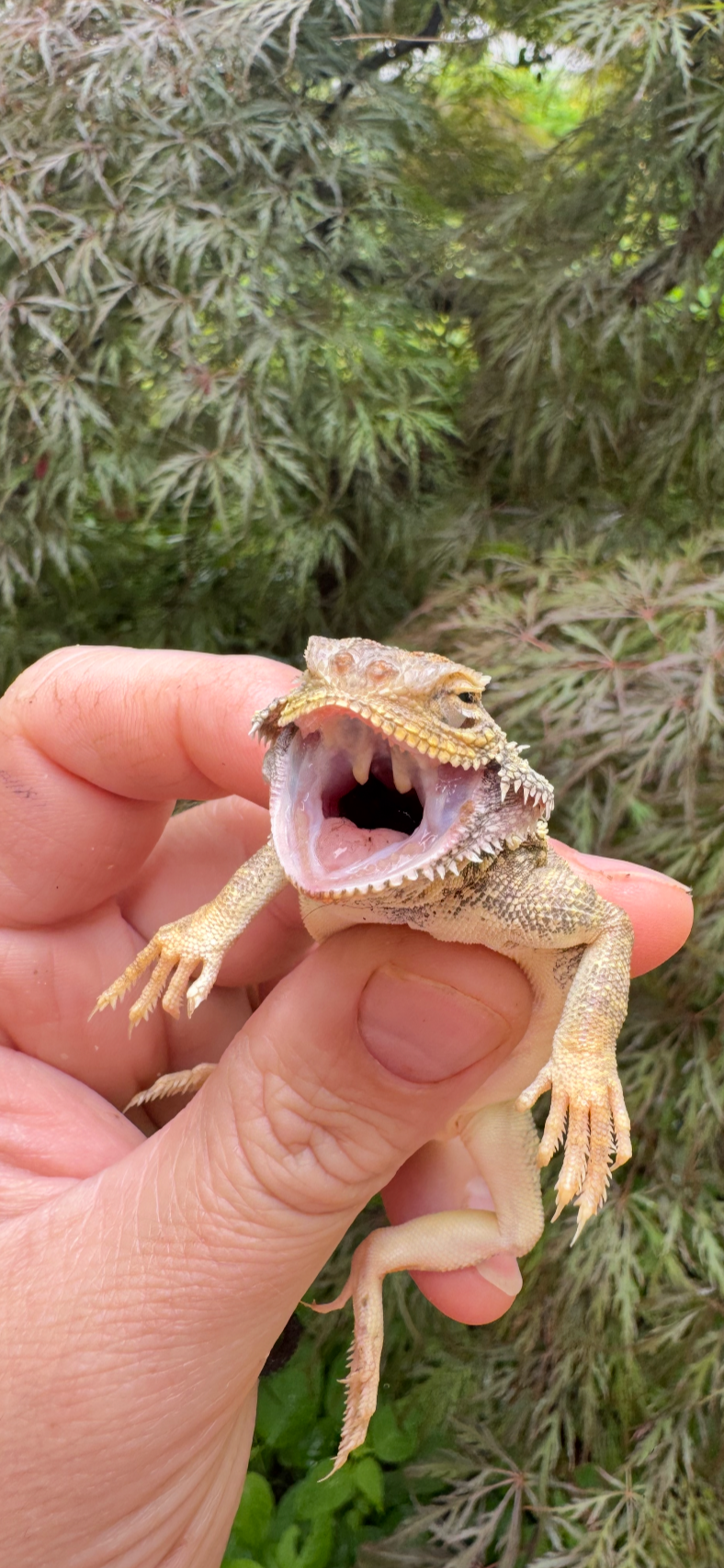 Secret Toadhead Agama Adults (Phrynocephalus mystaceus)