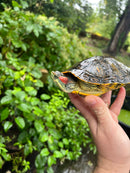 Pastel Clown Red Eared Slider Turtle Breeder Male