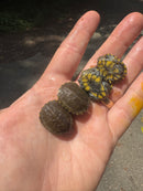 Sonoran Mud Turtle Baby (Kinosternon sonoriense)