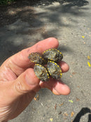 Sonoran Mud Turtle Baby (Kinosternon sonoriense)