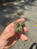 Sonoran Mud Turtle Baby (Kinosternon sonoriense)
