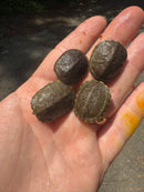 Sonoran Mud Turtle Baby (Kinosternon sonoriense)