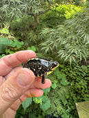 HI YELLOW Florida Box Turtle 2025