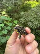 HI YELLOW Florida Box Turtle 2025