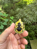 HI YELLOW Florida Box Turtle 2025