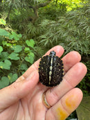 HI YELLOW Florida Box Turtle 2025