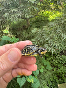 HI YELLOW Florida Box Turtle 2025