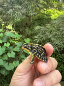 HI YELLOW Florida Box Turtle 2025