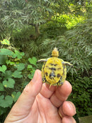 HI YELLOW Florida Box Turtle 2025