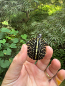 HI YELLOW Florida Box Turtle 2025