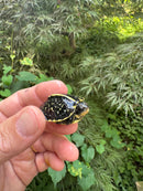 HI YELLOW Florida Box Turtle 2025