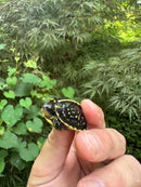 HI YELLOW Florida Box Turtle 2025