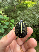 HI YELLOW Florida Box Turtle 2025