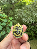 HI YELLOW Florida Box Turtle 2025