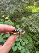 HI YELLOW Florida Box Turtle 2025